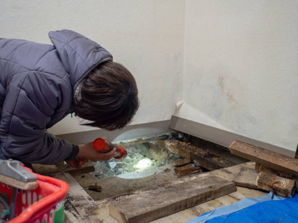 Best Dehumidification Services  in Ball, LA